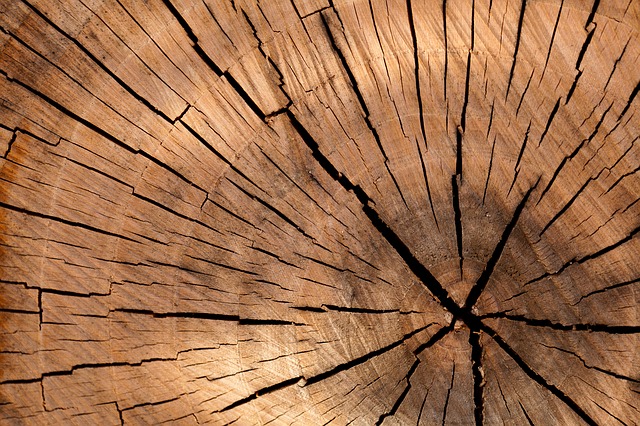 Brüchiges Holz eines Baumstammes