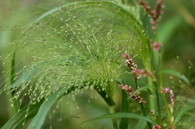 Hirse