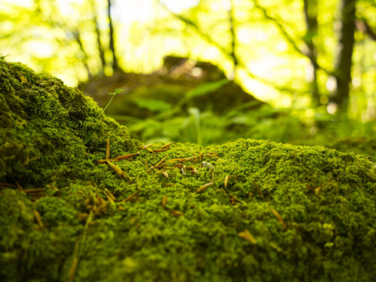 Was hilft gegen Moos im Rasen? 5 Tipps zur Entfernung
