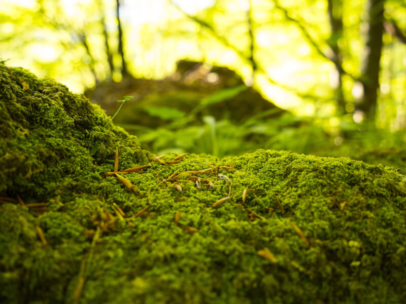 Grüner Moos auf einer Rasenfläche