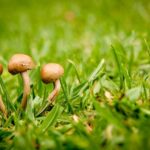 3 Pilze im Rasen